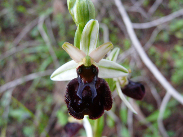 Ophrys ...e invito a fotografare orchidee nella RNO T. Salsa